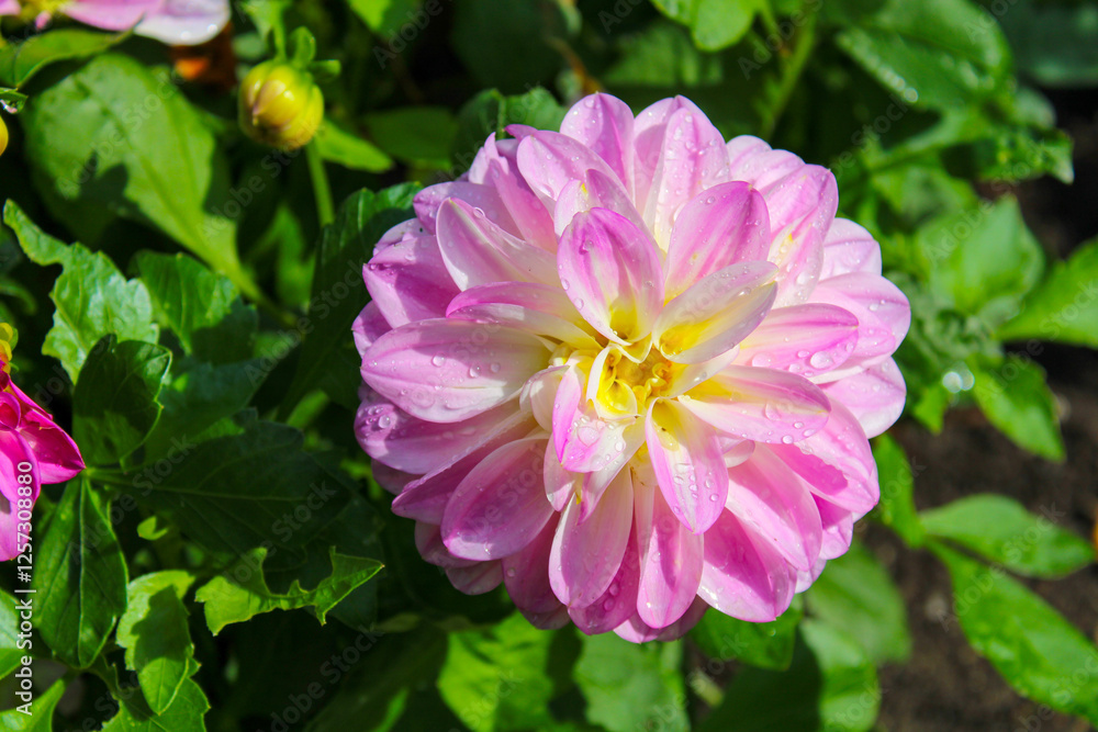 Close up shot of a garden dahlia Close up shot of a garden dahlia