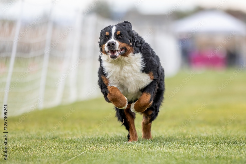 Bernese Mountain Dog Running Lure Course Sprint Dog Sport Bernese Mountain Dog Running Lure Course Sprint Dog Sport