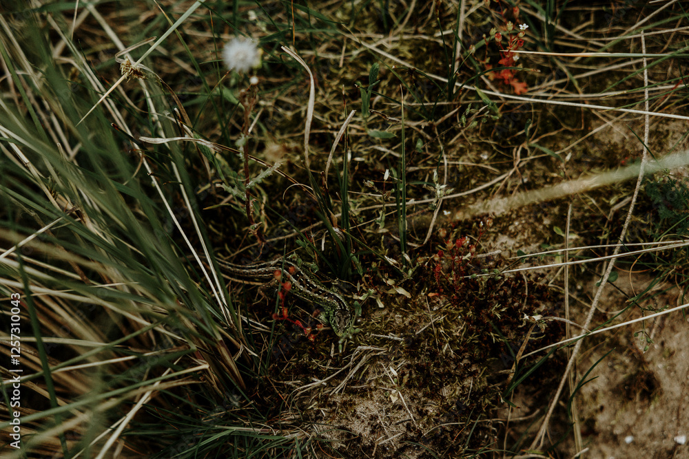 Small snake in tall grass next to seaside Small snake in tall grass next to seaside