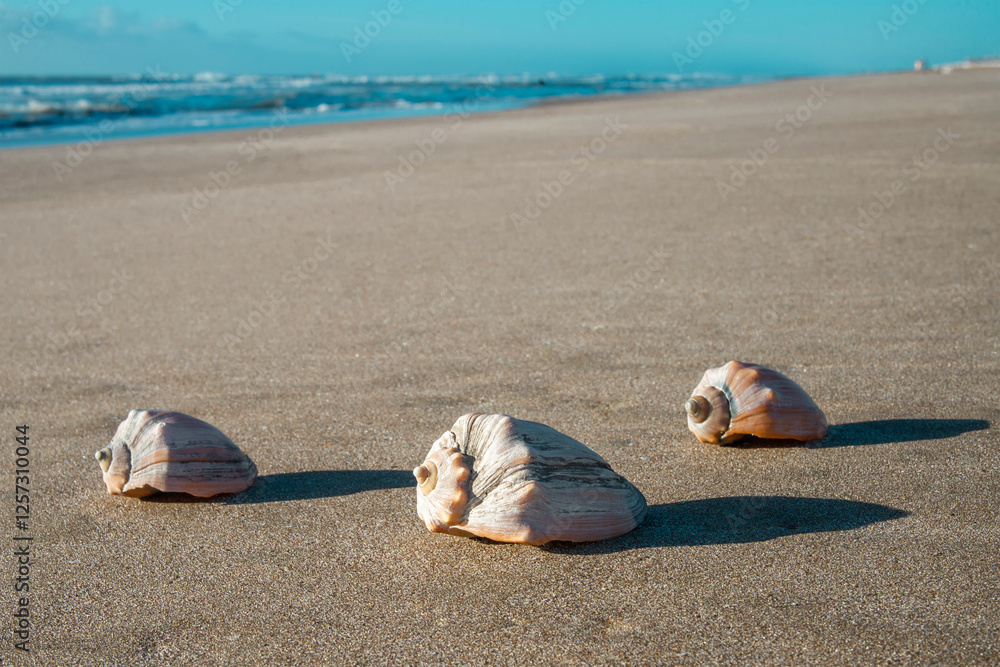 Obraz premium Snails in the sand facing the sea.