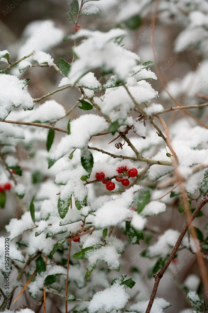 Snow-covered red berries and green leaves on delicate winter branches Snow-covered red berries and green leaves on delicate winter branches