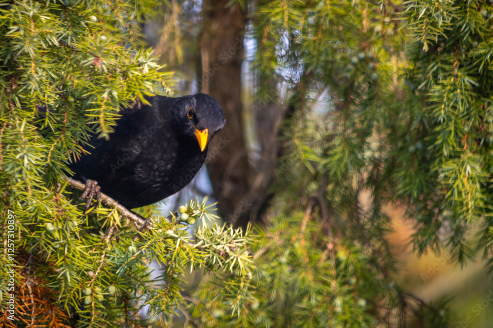 Blackbird - a species of medium-sized partially migratory bird from the thrush family.