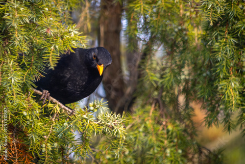 Obraz na płótnie Blackbird - a species of medium-sized partially migratory bird from the thrush family. w salonie