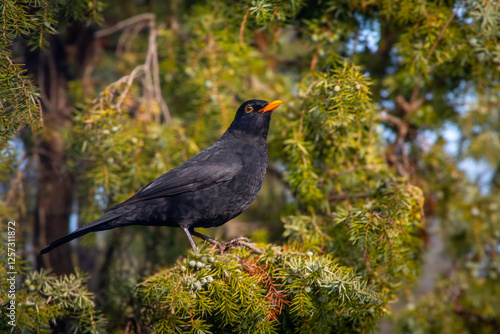 Obraz na płótnie Blackbird - a species of medium-sized partially migratory bird from the thrush family. w salonie
