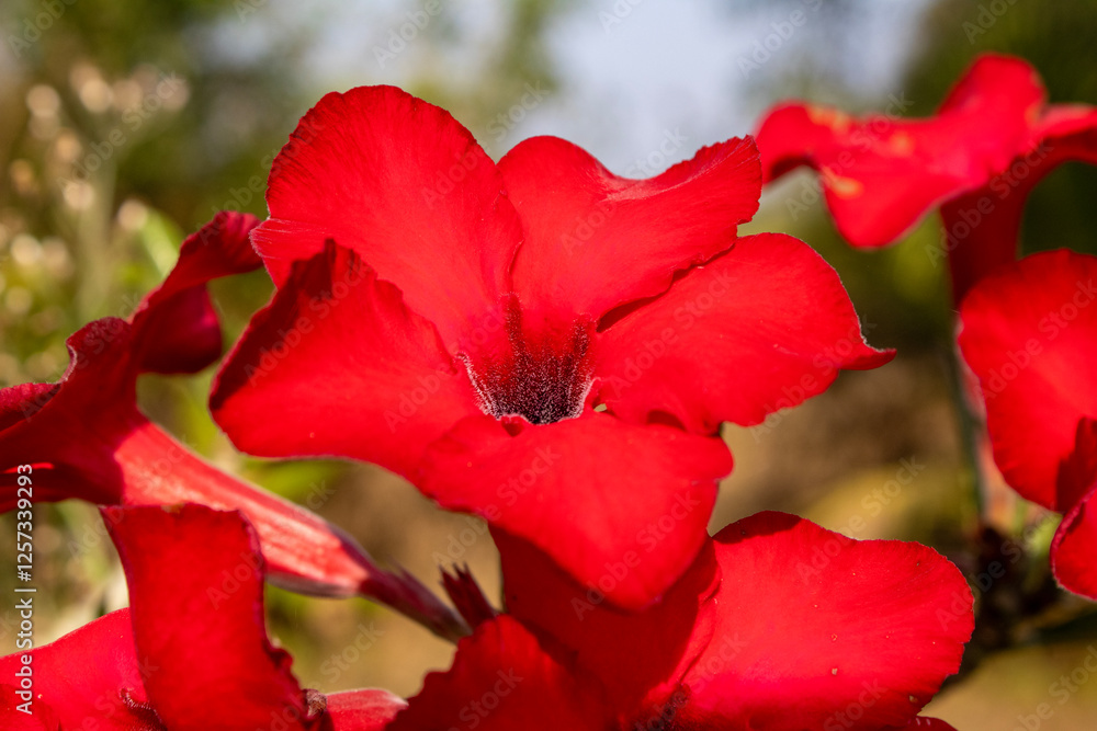 Red Desert Rose in a Garden in Goa, India