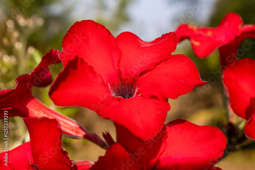 Red Desert Rose in a Garden in Goa, India photo