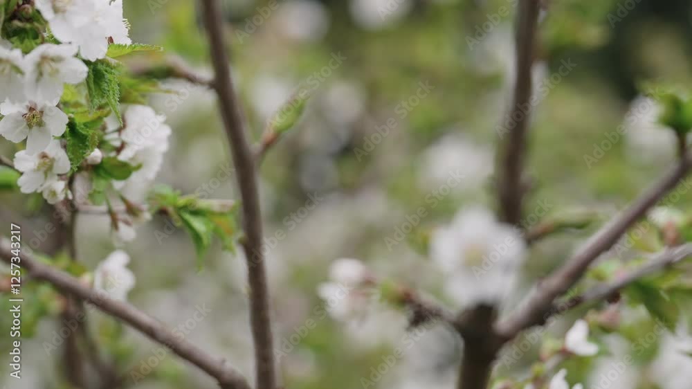 Slow motion cherry blossom on a cloudy spring day Slow motion cherry blossom on a cloudy spring day