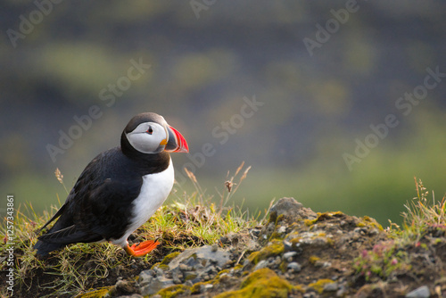 Puffin