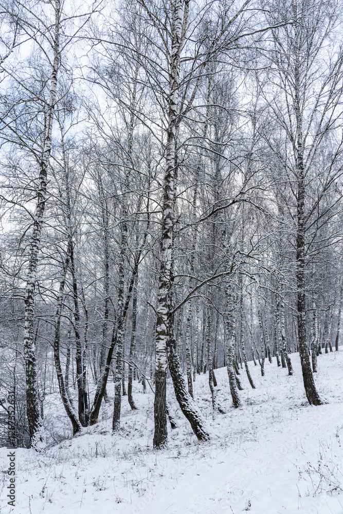 Birch grove after a snowfall on a winter cloudy day. Birch branches covered with snow. Birch grove after a snowfall on a winter cloudy day. Birch branches covered with snow.