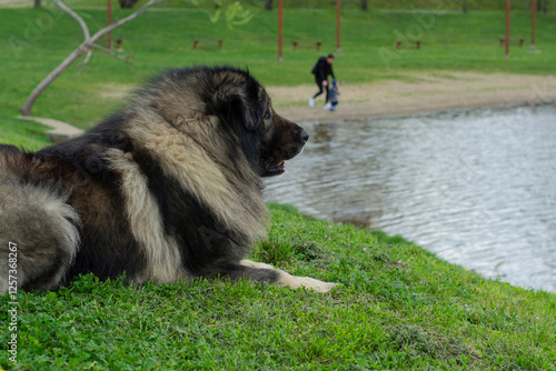 Obraz na płótnie The Sarplaninac shepherd dog looking over the lake