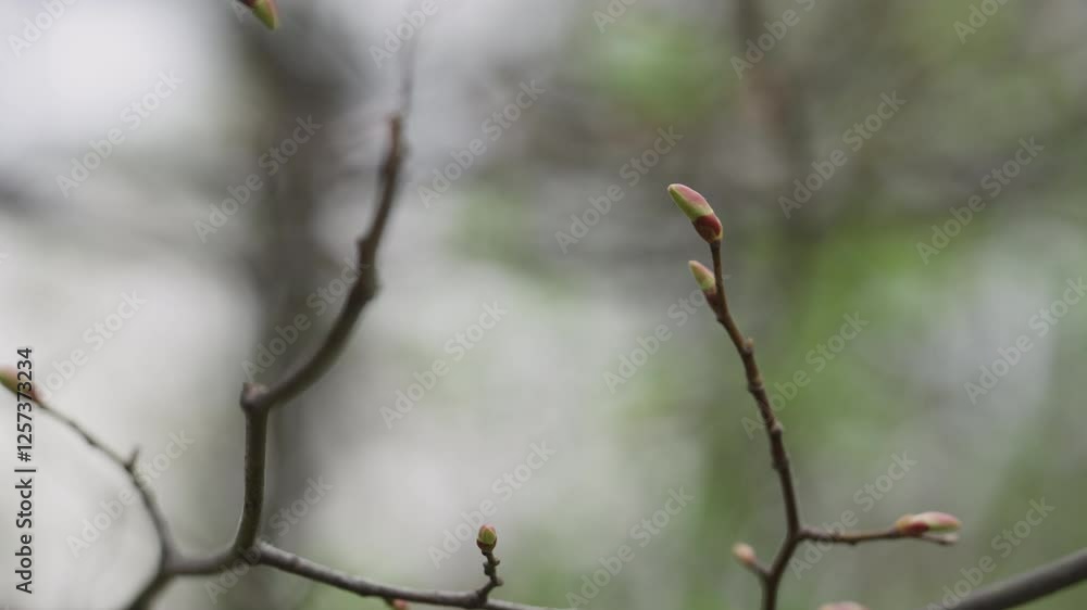 Slow motion handheld shot of first buds on a maple tree