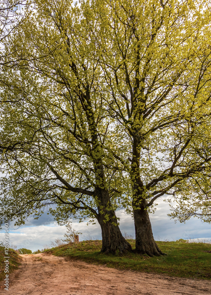 Two trees are standing next to each other on a dirt road Two trees are standing next to each other on a dirt road