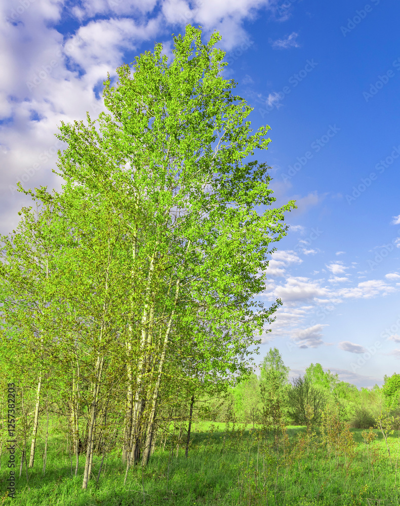 Fototapeta premium Tree with green leaves is in a field with a blue sky