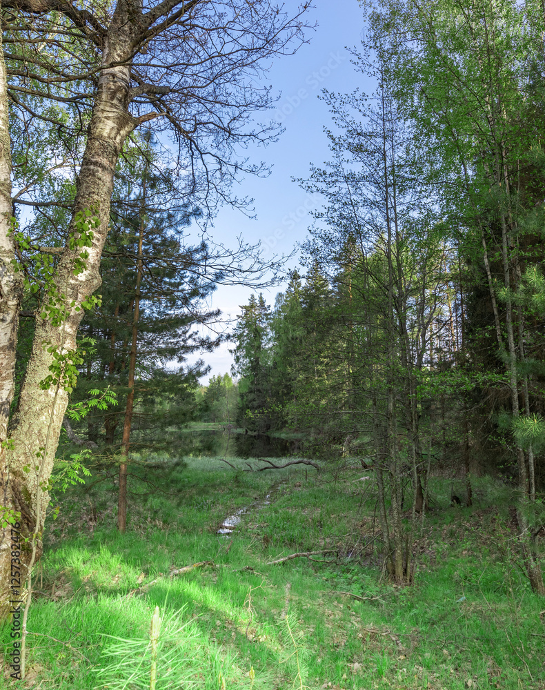 Obraz premium Forest with a clear blue sky above