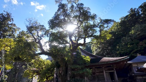 Sun shining through tree branches at Nachisan Seiganto ji Temple, a sacred landmark in Wakayama Prefecture, Japan, blending nature and spirituality photo