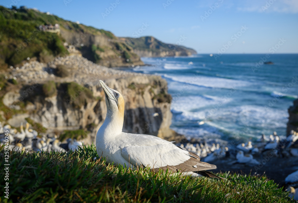 Gannet colony at Muriwai Beach. Auckland.