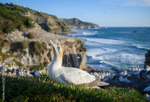 Obraz na płótnie Gannet colony at Muriwai Beach. Auckland. w salonie