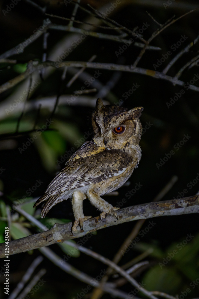 Obraz premium Indian owl