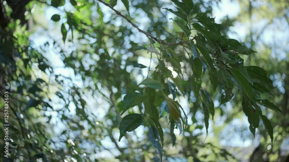 森の自然の風景 太陽の日差しと光でキラキラ輝く木の葉 ボケの背景 レンズフレアとゴースト 風に揺れる初夏のさわやかな森林 森の自然の風景 太陽の日差しと光でキラキラ輝く木の葉 ボケの背景 レンズフレアとゴースト 風に揺れる初夏のさわやかな森林