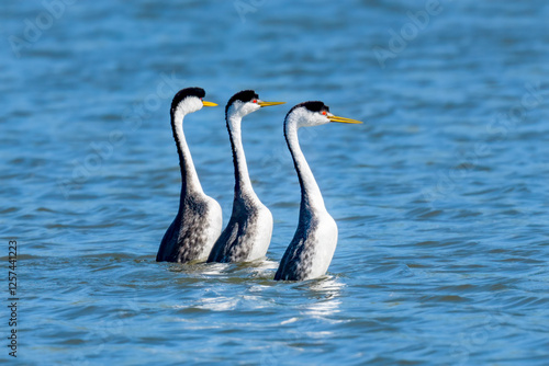 Synchronised dance of three Western Grebes photo