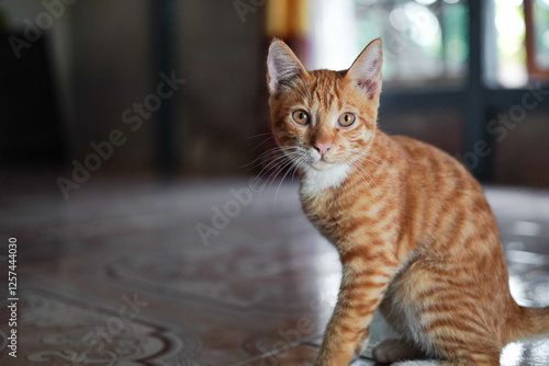 Oren the Explorer: a cute orange cat, loves to explore every corner of the house and outdoors.