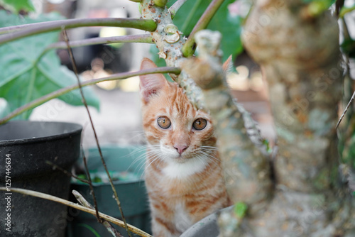 Oren the Explorer: a cute orange cat, loves to explore every corner of the house and outdoors. photo