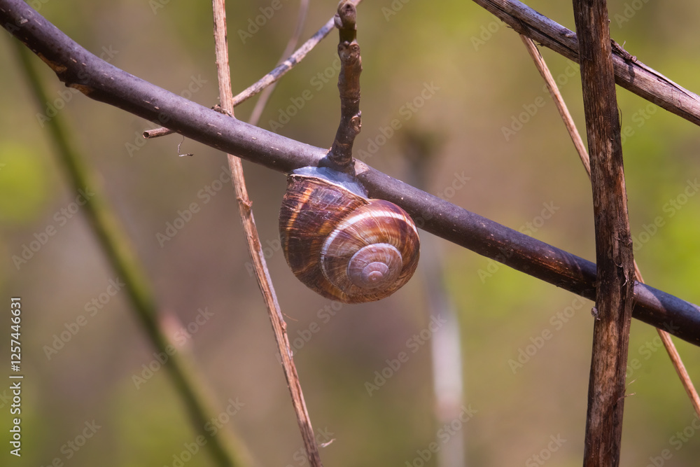 A snail with a beautifully textured shell hanging on a branch in a natural environment. A snail with a beautifully textured shell hanging on a branch in a natural environment.
