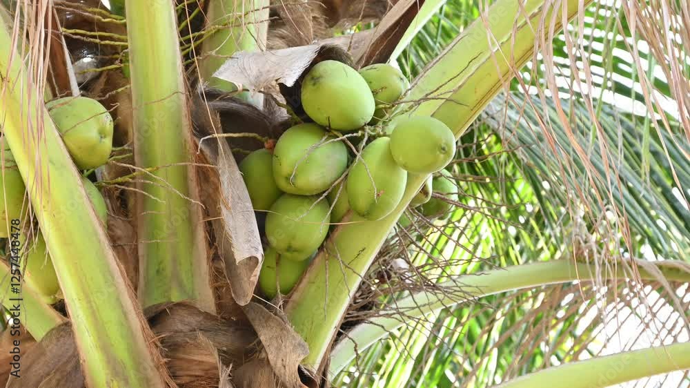 Fresh coconut hanging on tree, Young coconut fruits on tree, Green Growing Coconuts in tree