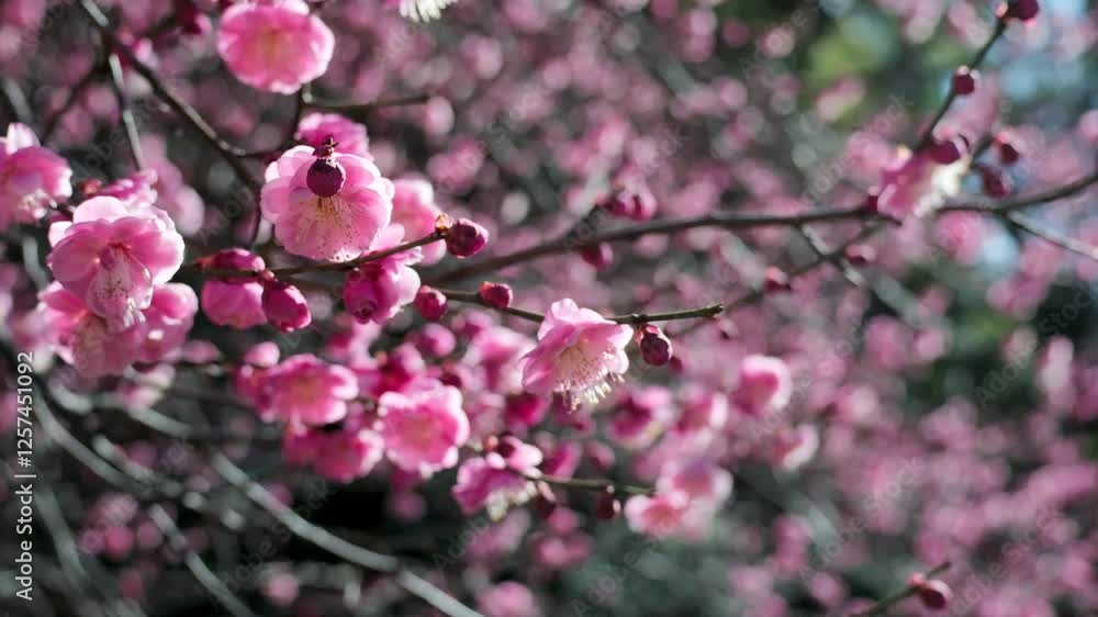 冬・初春　ピンクの梅の咲いた花　太陽の日差しを受けてキラキラ輝くつぼみと枝　季節の風景　ひなまつり・小春日和・3月