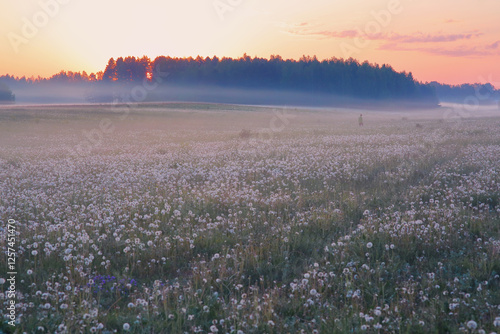 Fototapeta Naklejka Na Ścianę i Meble -  A person a girl in the distance walks across a field early in the morning in the fog in summer