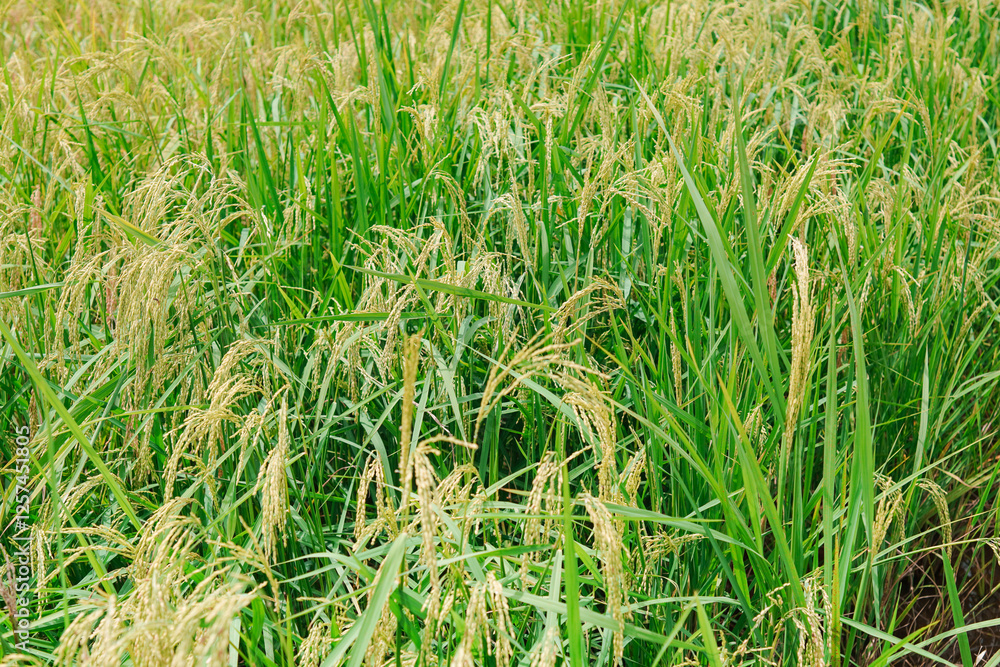 A beautiful sight: a stretch of fertile rice fields awaiting harvest, with grains of rice still attached to their stalks. to be processed into rice for consumption. A beautiful sight: a stretch of fertile rice fields awaiting harvest, with grains of rice still attached to their stalks. to be processed into rice for consumption.