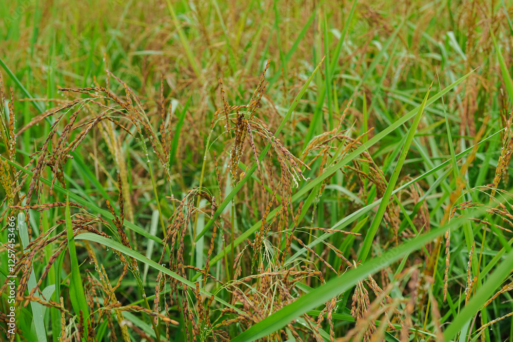 A beautiful sight: a stretch of fertile rice fields awaiting harvest, with grains of rice still attached to their stalks. to be processed into rice for consumption. A beautiful sight: a stretch of fertile rice fields awaiting harvest, with grains of rice still attached to their stalks. to be processed into rice for consumption.