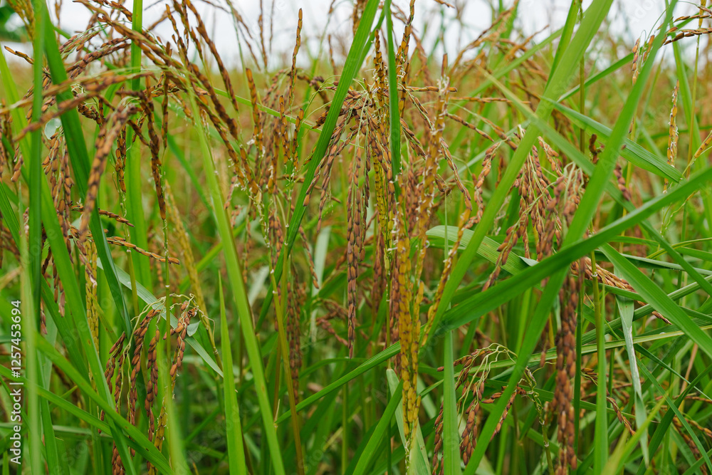 Fototapeta premium A beautiful sight: a stretch of fertile rice fields awaiting harvest, with grains of rice still attached to their stalks. to be processed into rice for consumption.