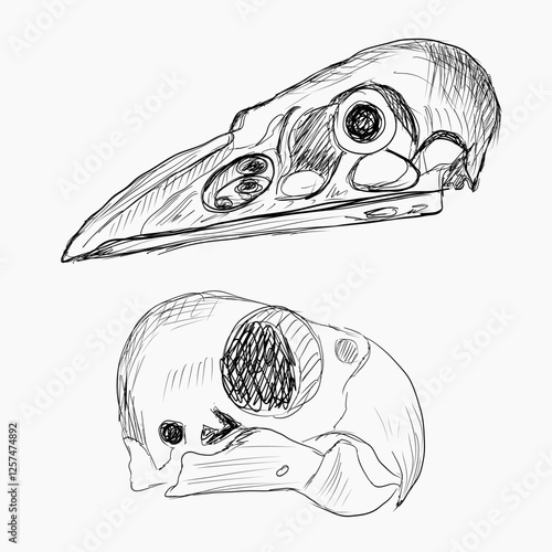 set skelets of birds, skull. Black and white vintage etched art. Ink drawn ghotic clipart for sticker, tattoo, print. Bird skull with  big beak. Remains of dead parrot