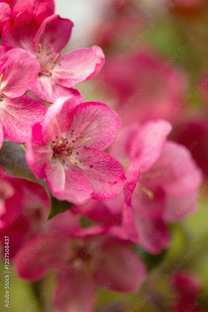 Spring time - flowering apple tree with pink blossoms. Apple tree in bloom. Closeup Apple tree flowers. Apple blossom. Flowers in spring time. Spring time - flowering apple tree with pink blossoms. Apple tree in bloom. Closeup Apple tree flowers. Apple blossom. Flowers in spring time.