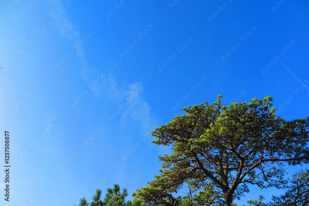 Obraz premium 快晴の青空と公園の松の木の風景2