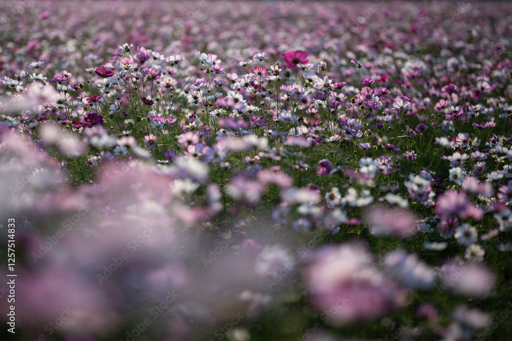 Obraz premium 満開のコスモス畑、ピンク色の花びらが秋の風に揺れる美しい風景
