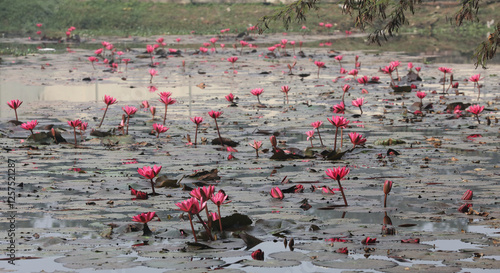 Beautiful landscape of Bangladeshi rural village with national flowers photo