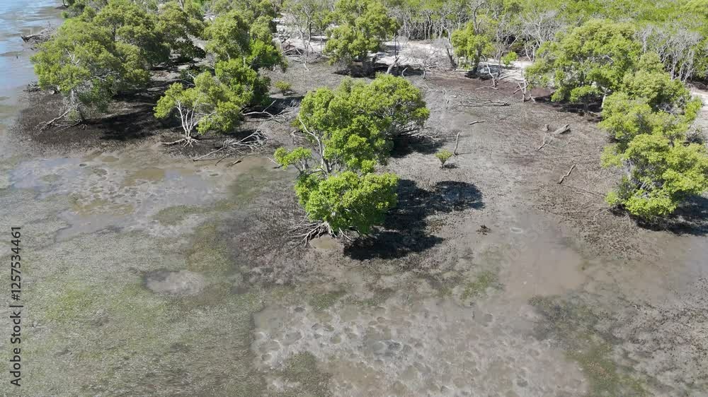 Mangrove Ecosystem on South Stradbroke Island Mangrove Ecosystem on South Stradbroke Island