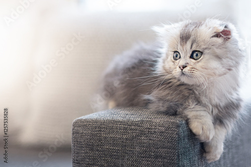 Little gray Munchkin kitten on the sofa