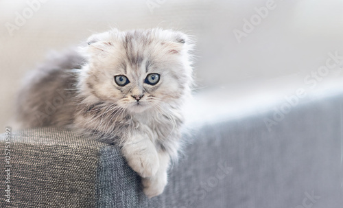 Munchkin kitten sitting on the sofa