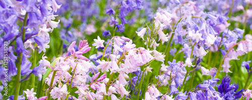 Spring flower meadow in the...