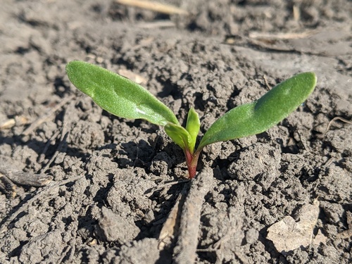 Sugar beets are plant seedlings. Ten days after sowing, under optimal environmental conditions, the initial market mass of sugar beets is formed. The first shoots appear, the leaves are in the form of