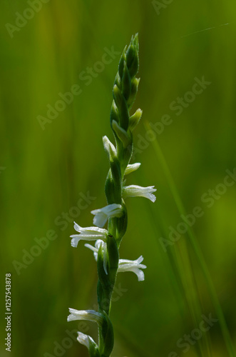Sommer-Drehwurz (Spiranthes aestivalis)