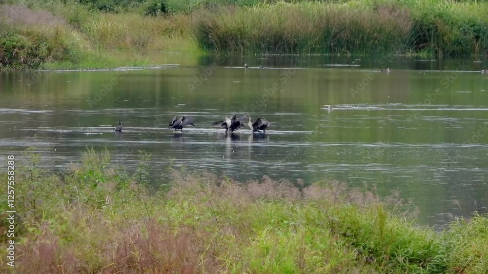 한국 가마우지떼, 조류, 새