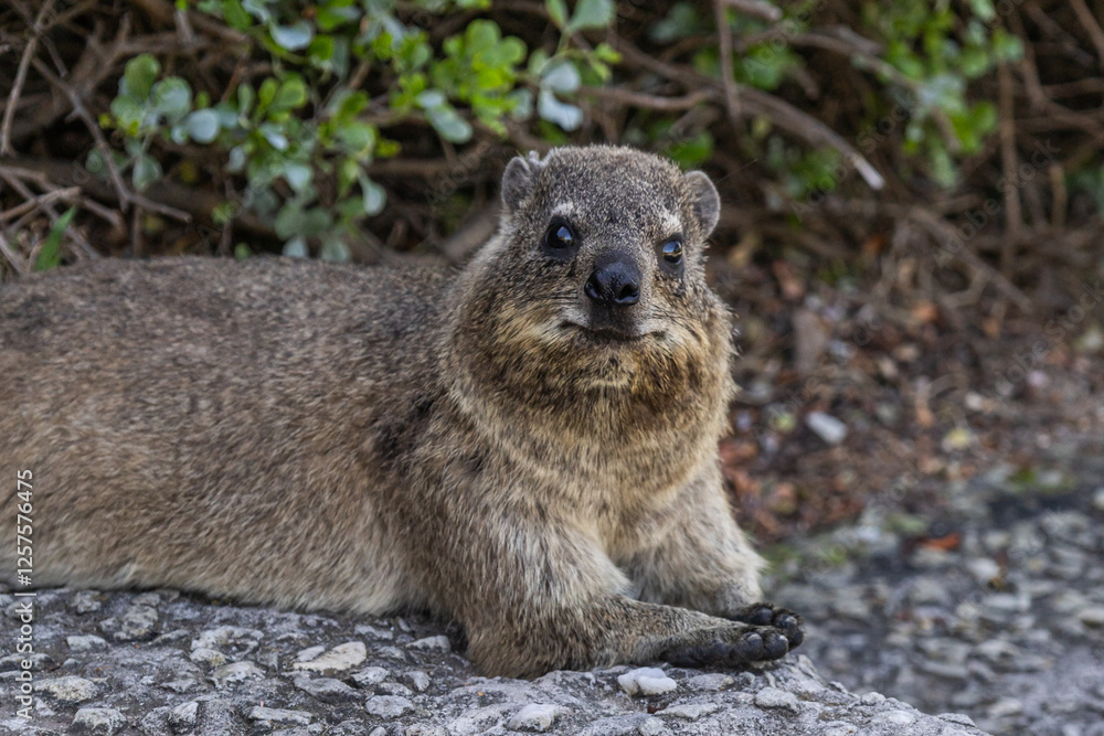 Naklejka premium Rock hyrax resting on footpath in the shade of tree. Procavia capensis. cape hyrax, Afrotheria animals. South Africa. Species of Afroasiatic mammal. Cute little animal in natural habitat, wildlife