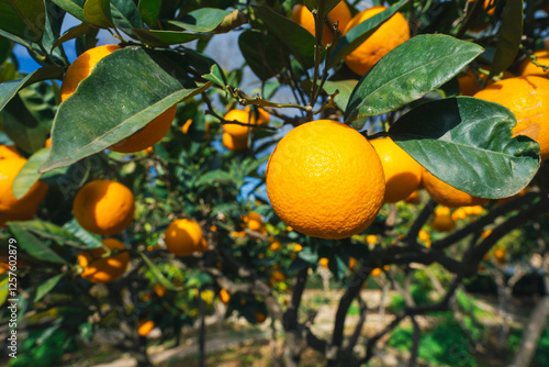 美味しそうなオレンジと農園の木々