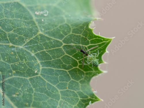 Grüne Kräuselspinne (Nigma walckenaeri) mit Beute photo