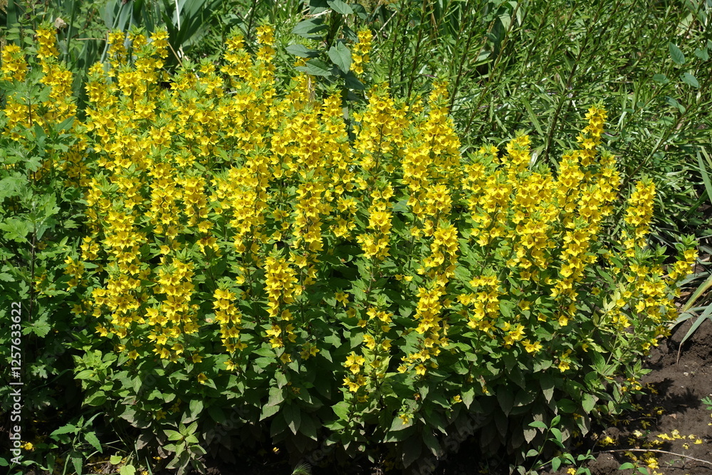 Florescence of dotted loosestrife bush in mid June Florescence of dotted loosestrife bush in mid June