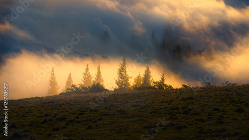 sunset in the forest